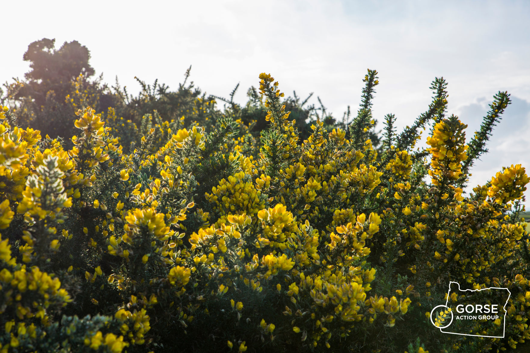 Gorse on the South Coast